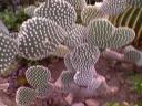 Blurry Polka Dot Cactus
